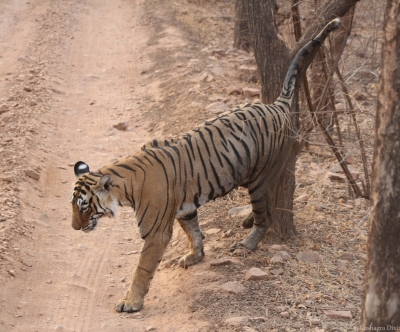 Andhra Pradesh working to strengthen tiger population in Easter Ghats: Pawan Kalyan Andhra Pradesh working to strengthen tiger population in Easter Ghats: Pawan Kalyan