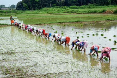 El Nino: Govt intensifies preparedness, kharif sowing at 350.85 lakh hectares as monsoon improves