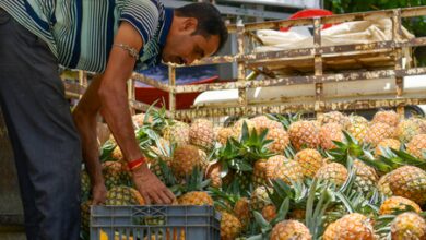 Meghalaya to showcase premium pineapples at Delhi festival Meghalaya to showcase premium pineapples at Delhi festival