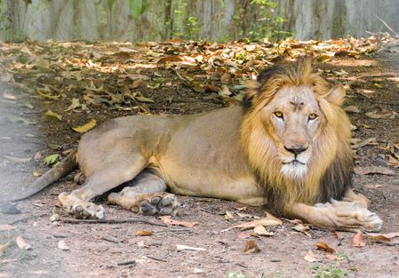 Gujarat: 11-year-old boy killed in lion attack in Girnar Gujarat: 11-year-old boy killed in lion attack in Girnar
