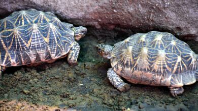 Man arrested in UP’s Kanpur with 171 protected Indian Roofed Turtles Man arrested in UP’s Kanpur with 171 protected Indian Roofed Turtles