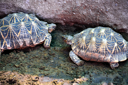 Man arrested in UP’s Kanpur with 171 protected Indian Roofed Turtles Man arrested in UP’s Kanpur with 171 protected Indian Roofed Turtles