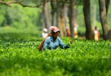 Tripura tea sector set to attract Rs 726 crore investment through MoUs at business conclave Tripura tea sector set to attract Rs 726 crore investment through MoUs at business conclave