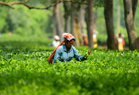 Tripura tea sector set to attract Rs 726 crore investment through MoUs at business conclave Tripura tea sector set to attract Rs 726 crore investment through MoUs at business conclave