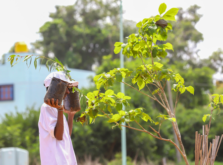 Assam: 10 lakh students to plant one crore saplings Assam: 10 lakh students to plant one crore saplings