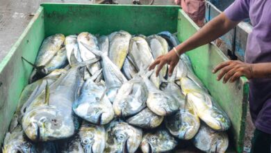 Centre releases Rs 2,208.74 crore to states for big push to fisheries sector Centre releases Rs 2,208.74 crore to states for big push to fisheries sector