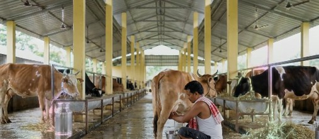 Assam targets 10 lakh litres of daily milk production to boost dairy sector Assam targets 10 lakh litres of daily milk production to boost dairy sector