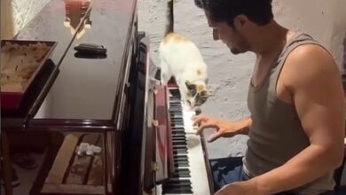 Randeep Hooda’s cat takes over his monsoon piano session Randeep Hooda’s cat takes over his monsoon piano session