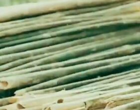 Bamboo to play key role in Assam’s bio-economy: CM Himanta Biswa Sarma Bamboo to play key role in Assam’s bio-economy: CM Himanta Biswa Sarma