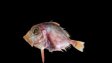 CMFRI identifies new fish species in Arabian Sea CMFRI identifies new fish species in Arabian Sea