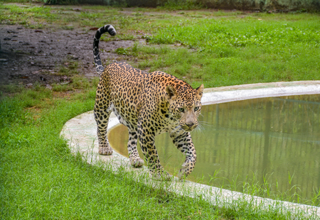 Rajasthan: Three injured as leopard enters liquor shop in Tonk Rajasthan: Three injured as leopard enters liquor shop in Tonk
