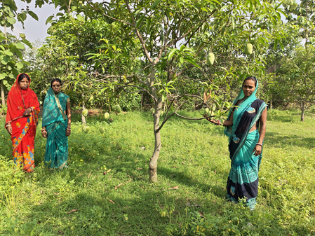 Amrapali mangoes from Jharkhand’s tribal belt exported to Dubai