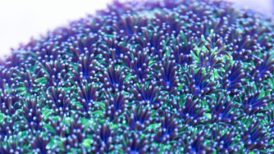 Scientists to advance agenda for conservation of corals, big cats