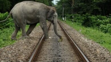 AI surveillance helps prevent elephant deaths on Coimbatore railway stretch AI surveillance helps prevent elephant deaths on Coimbatore railway stretch