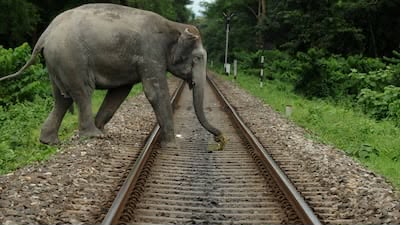 AI surveillance helps prevent elephant deaths on Coimbatore railway stretch AI surveillance helps prevent elephant deaths on Coimbatore railway stretch