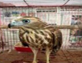 CBI, DRI expose wildlife trafficking racket, arrest 6 CBI, DRI expose wildlife trafficking racket, arrest 6
