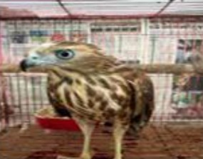 CBI, DRI expose wildlife trafficking racket, arrest 6