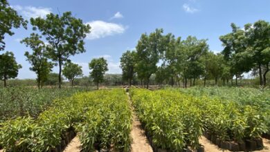 Digital helpline helps citizens find forest nurseries and tree saplings in Gujarat