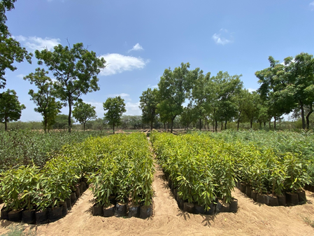 Digital helpline helps citizens find forest nurseries and tree saplings in Gujarat