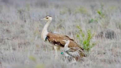 Gujarat’s Great Indian Bustard chick survives critical first 40 days under conservation project Gujarat’s Great Indian Bustard chick survives critical first 40 days under conservation project