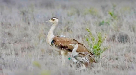 Gujarat’s Great Indian Bustard chick survives critical first 40 days under conservation project