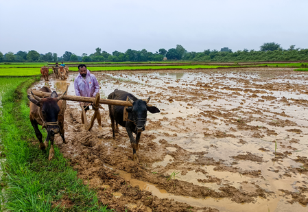 Total area sown in India’s current kharif season so far crosses 531 lakh hectares Total area sown in India’s current kharif season so far crosses 531 lakh hectares