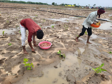 Gujarat to restore barren land with 1.25 crore trees under Gandhinagar Green Constituency drive