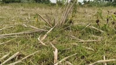 Drought deepens in TN’s Namakkal as dry lakes leave farmers staring at crop losses Drought deepens in TN’s Namakkal as dry lakes leave farmers staring at crop losses