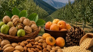 Himachal to roll out High Value Nut Mission to boost farmers’ income