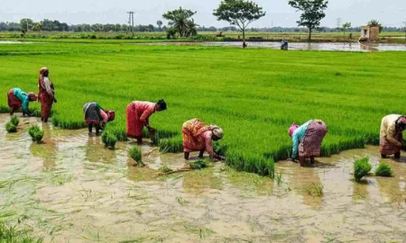 Uneven rainfall aids field preparation in TN’s Nagapattinam, but farmers undecided on samba cultivation Uneven rainfall aids field preparation in TN’s Nagapattinam, but farmers undecided on samba cultivation