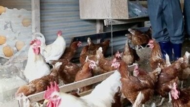 India’s poultry sector revenue likely to rise nearly 7 pc in FY27: Report