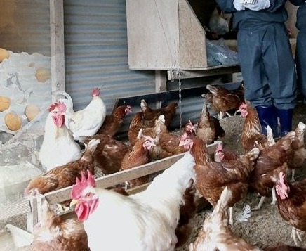 India’s poultry sector revenue likely to rise nearly 7 pc in FY27: Report India’s poultry sector revenue likely to rise nearly 7 pc in FY27: Report