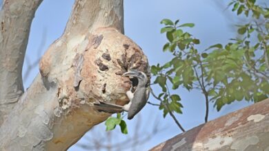 Indian Grey Hornbill returns to Gir after six decades, breeding success confirms revival Indian Grey Hornbill returns to Gir after six decades, breeding success confirms revival