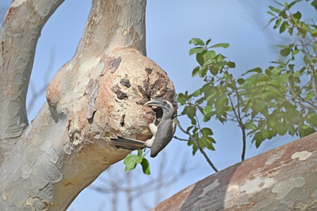 Indian Grey Hornbill returns to Gir after six decades, breeding success confirms revival