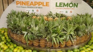 Tripura’s organic exports receive enthusiastic response in Dubai: Agri Minister Tripura’s organic exports receive enthusiastic response in Dubai: Agri Minister