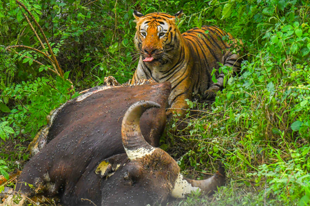 Bandhavgarh marks International Tiger Day with conservation outreach programmes