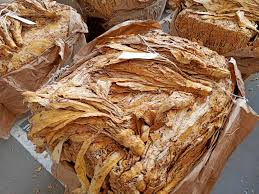 Andhra plans to limit FCV tobacco production in view of ongoing crisis Andhra plans to limit FCV tobacco production in view of ongoing crisis