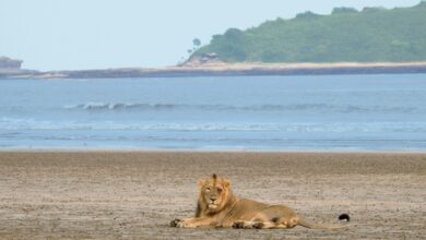 Study finds Gujarat’s coastal Asiatic lions rely mainly on wild prey, challenging livestock dependence belief