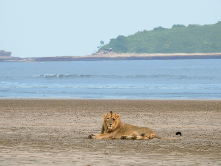 Study finds Gujarat’s coastal Asiatic lions rely mainly on wild prey, challenging livestock dependence belief Study finds Gujarat’s coastal Asiatic lions rely mainly on wild prey, challenging livestock dependence belief