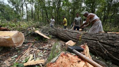 Uttarakhand CM Dhami halts tree-felling on Dehradun’s ‘Saat Mod’ amid public outcry Uttarakhand CM Dhami halts tree-felling on Dehradun’s ‘Saat Mod’ amid public outcry