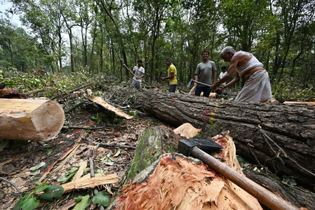 Uttarakhand CM Dhami halts tree-felling on Dehradun’s ‘Saat Mod’ amid public outcry Uttarakhand CM Dhami halts tree-felling on Dehradun’s ‘Saat Mod’ amid public outcry
