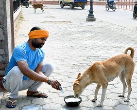 GCC expands community dog feeding network to 40 deeignated locations across Chennai GCC expands community dog feeding network to 40 deeignated locations across Chennai