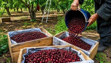 APEDA facilitates first export of J&K’s Areko cherries, Scentrose plums to Singapore APEDA facilitates first export of J&K’s Areko cherries, Scentrose plums to Singapore