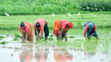 Kharif sowing area crosses 658 lakh hectares in 2026 Kharif sowing area crosses 658 lakh hectares in 2026