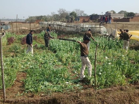 Police destroy illegal opium crop on over 4,600 acres in Jharkhand this fiscal