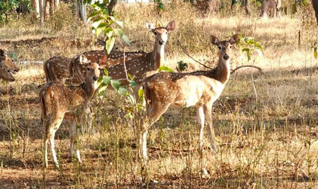 50 spotted deer released in Gujarat forests to strengthen ecosystem, reduce human-wildlife conflict 50 spotted deer released in Gujarat forests to strengthen ecosystem, reduce human-wildlife conflict