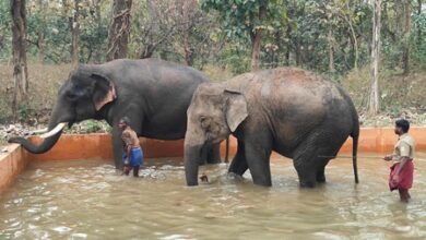 TN’s Chadivayal elephant camp set to become new eco-tourism attraction TN’s Chadivayal elephant camp set to become new eco-tourism attraction