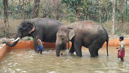 TN’s Chadivayal elephant camp set to become new eco-tourism attraction TN’s Chadivayal elephant camp set to become new eco-tourism attraction