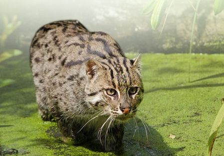 Bihar: Injured fishing cat rescued near Valmiki Tiger Reserve