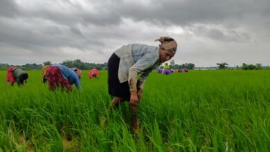 Cabinet okays continuation of PM-KISAN scheme from 2026-27 to 2030-31 with Rs 3.15 lakh crore outlay Cabinet okays continuation of PM-KISAN scheme from 2026-27 to 2030-31 with Rs 3.15 lakh crore outlay